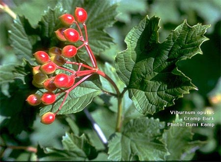 http://tryonfarm.org/share/files/images/Cramp%20bark%20Viburnum%20opulus.jpg