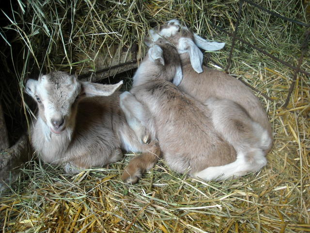 goats: salal's triplets