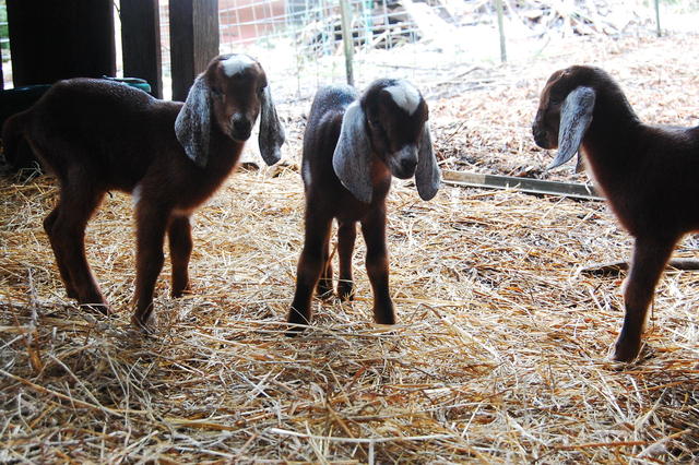 Salal's Goat Triplets - March 2012