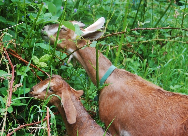 Goats and blackberries square Tryon Life Community Farm