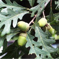 Oak, Garry (White) (Quercus garryana) Native | Tryon Life ...
 Quercus Garryana Leaf