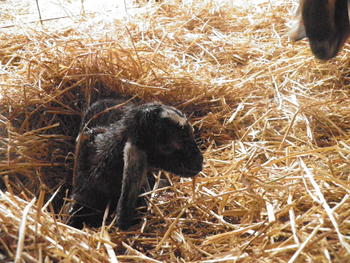 Baby Goat 1 - April 2012