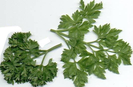 Parsley and mincing knife / (Petroselinum crispum) / chopper, Stock Photo,  Picture And Rights Managed Image. Pic. RDC-486892