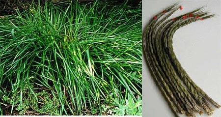 Sweetgrass - Hierochloe odorata