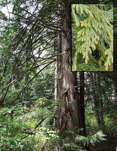 red cedar trees