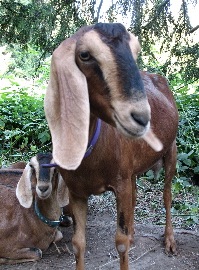 goats.sm
