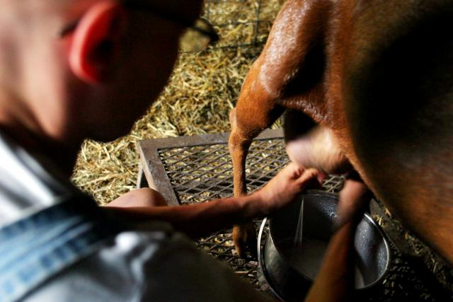TLC Farm's milking goats