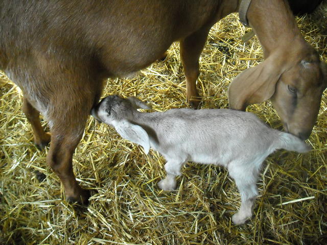 goats: huck nursing aster