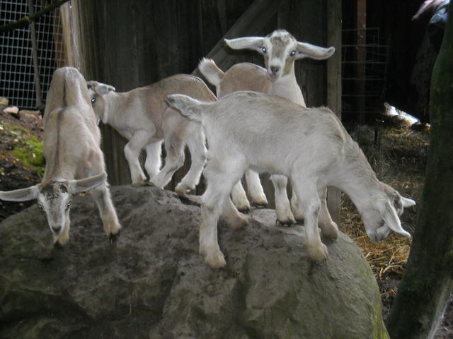 baby goats 2010