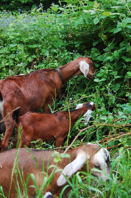 Farm Tour 10 - Goats Browsing.A