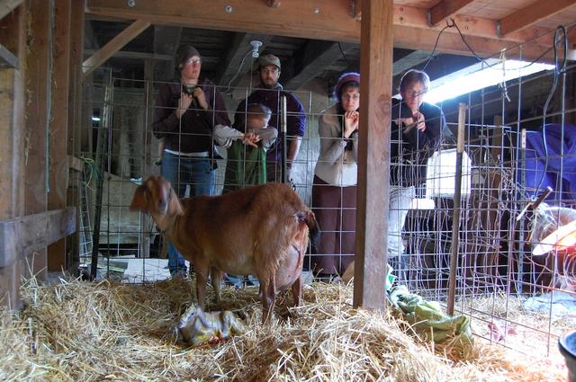 goats: huck's new baby