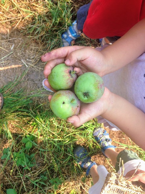 Harvest