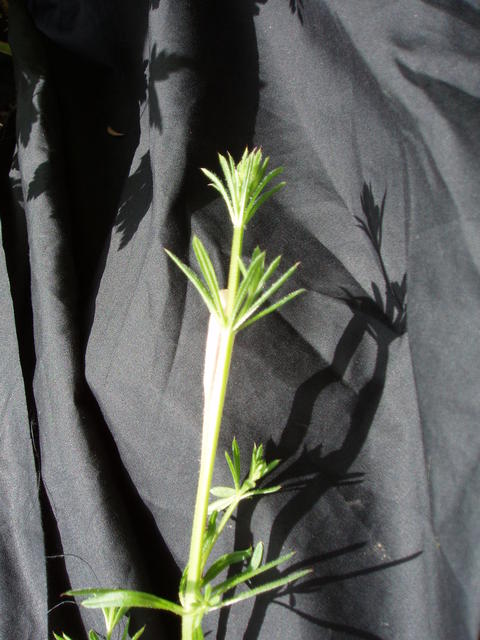 P5300109
