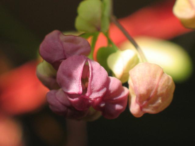 blossom closeup