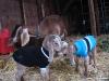 Goat babies nuzzle