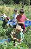 MES summer camp, kids gathering salad
