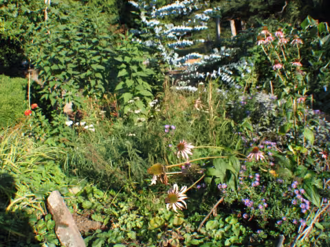 Garden in July